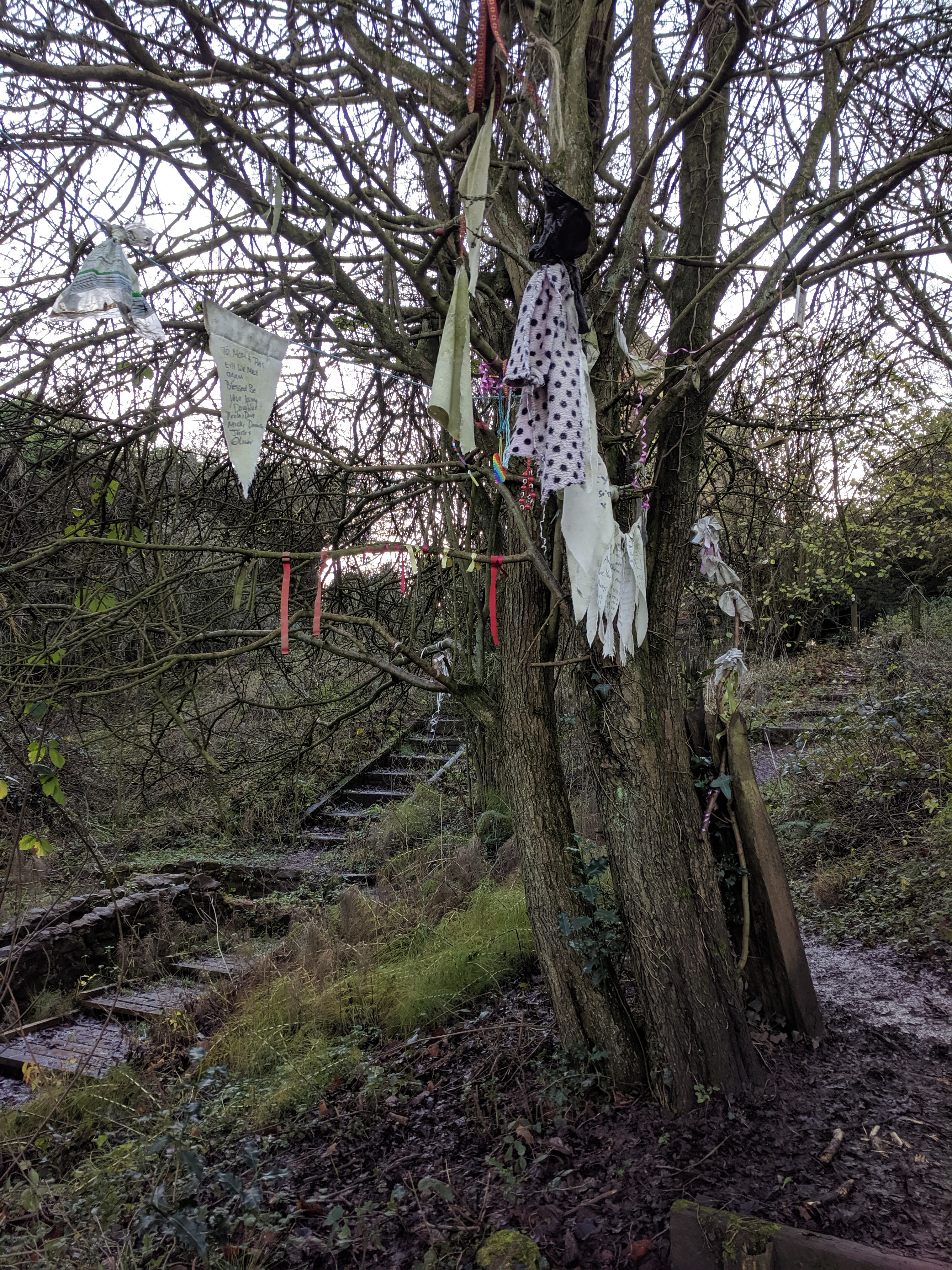 Folkdays: Rag Trees – Nellie Cole