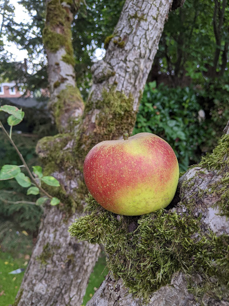 Folkdays Apple Lore Nellie Cole
